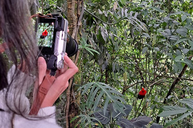 Cock of the Rock Birdwatching in Jardin With Professional Guide - Meeting Point at Café Cuchillas
