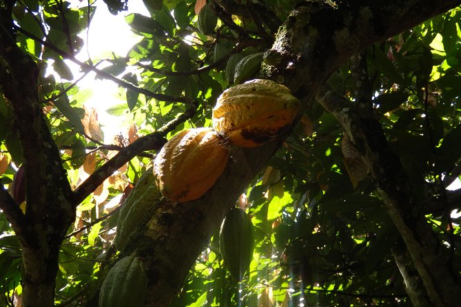 Cocoa Profesional 2 Days/1 Night Tour: Farm Experience in the Jungle of Cusco - Accommodation Options