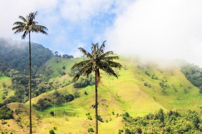Cocora Valley Half Day Trip From Salento - Tips for Travelers