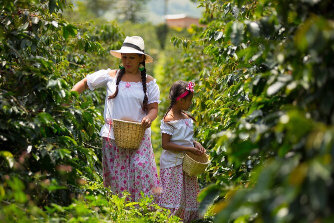 Coffee Farm and Salento Walking Tour With Lunch - Booking Information