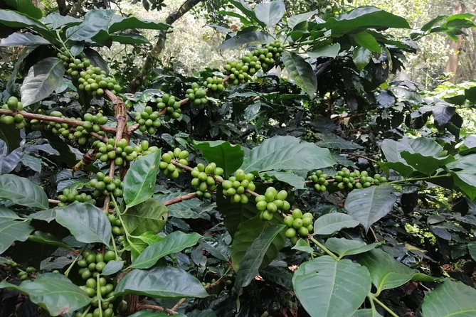 Coffee Farm - Group Tour and Daily Departure - Tour Logistics