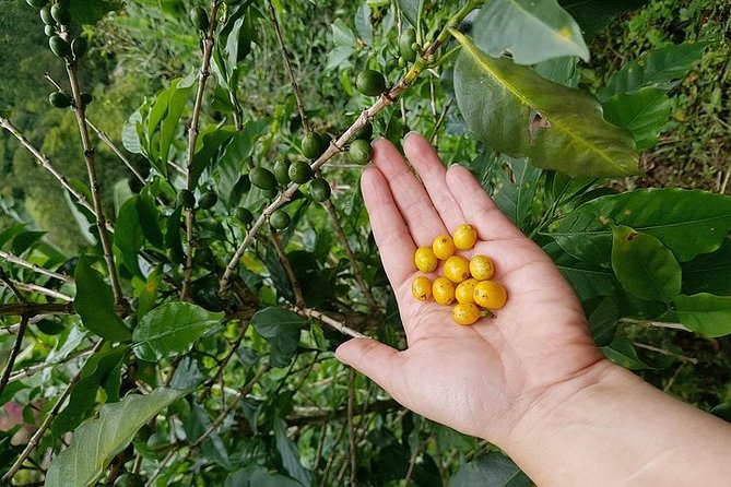 Coffee Lovers Express Coffee Tour - Pickup Information