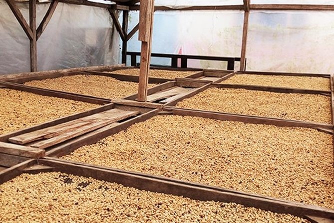 Coffee Road Excursion : Plantation, Processes, Tasting and More