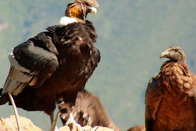 Colca Canyon 2 Days 1 Night - Health and Accessibility Details