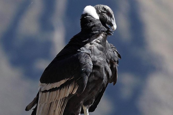 Colca Canyon Excursion One Day - Pickup Information and Costs