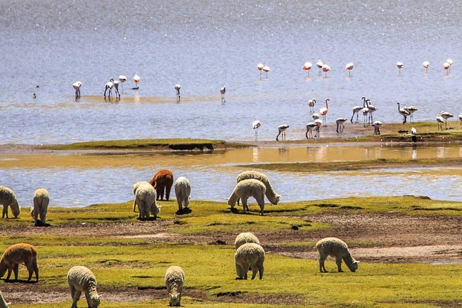 Colca Canyon + Transfer To Puno - Pickup and Meeting Points