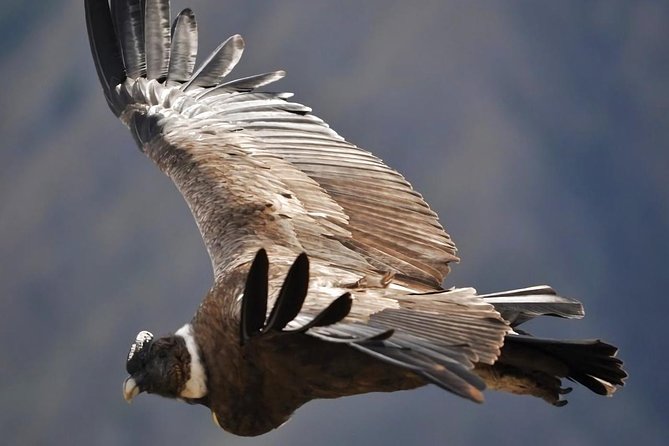 Condor Canyon Full Day From Cusco - What To Expect