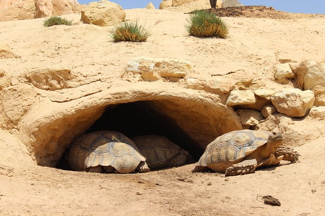Croco Tour: Transfer to Crocoparc Agadir (Tickets Included) - Pickup and Drop-off Details