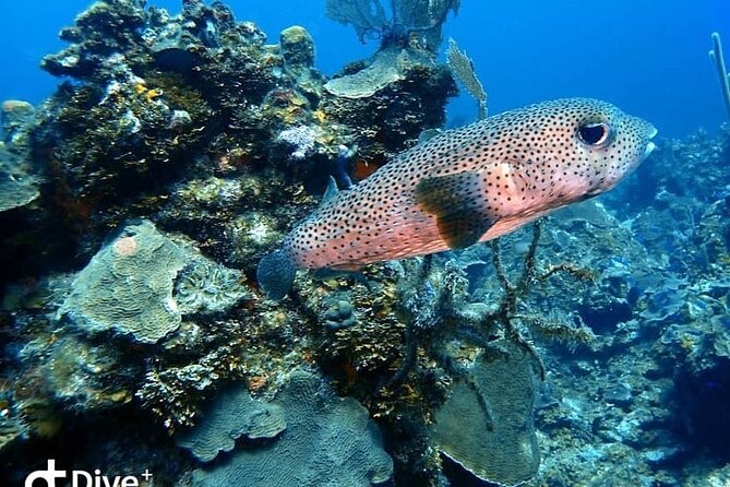 Cruise Guest 2-Dive Excursion With Private Transport - Additional Information