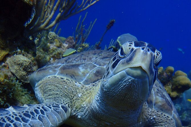 Cruise Guest Half Day Small Group Snorkel With Private Transport - Booking Confirmation