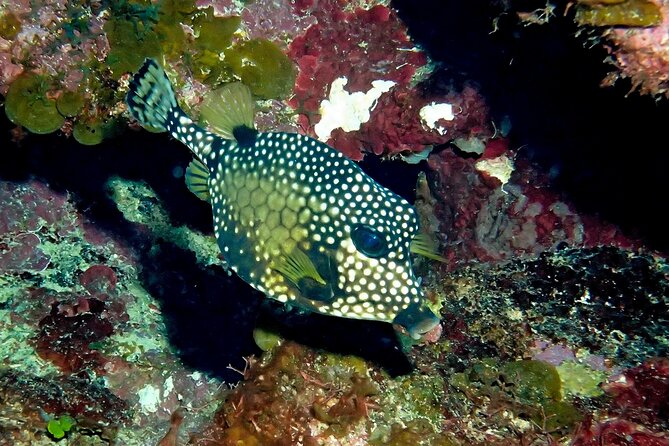 Cruise Guest Try Scuba Diving for Uncertified Divers W/ Transport - Additional Information