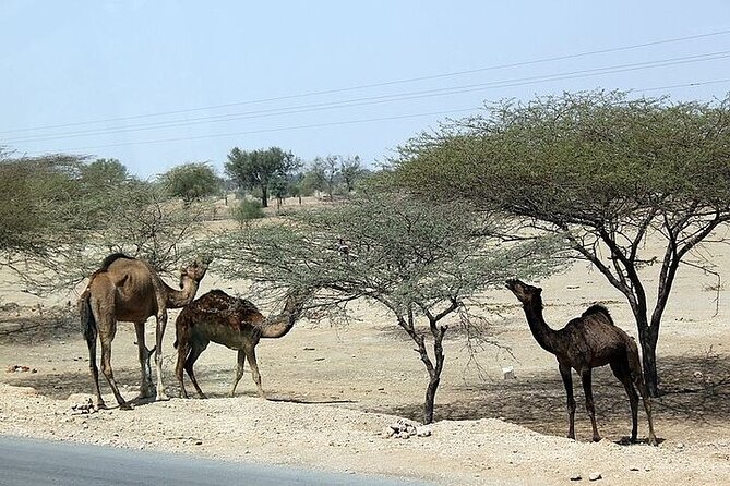 Cultural Evening in the Thar Desert - Jaisalmer - Exclusions