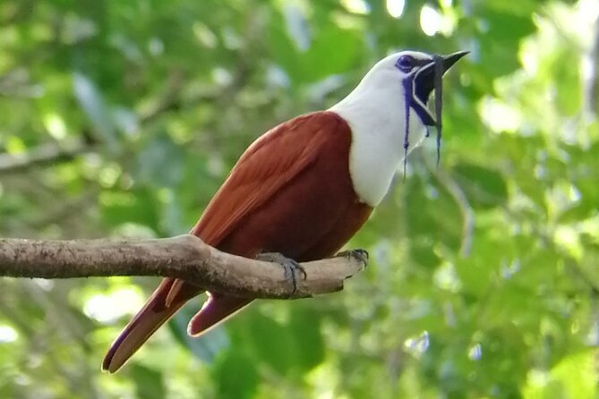 Curicancha Birdwatching Tour - Frequently Asked Questions