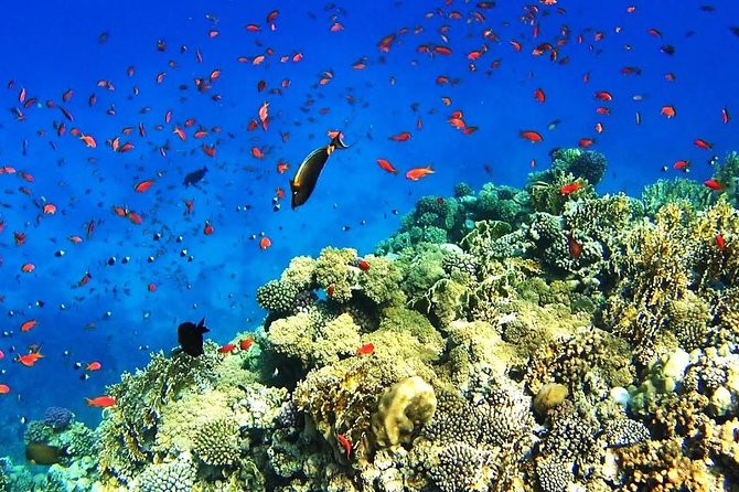 Dahab Safari & Snorkeling at Blue Hole - Additional Information