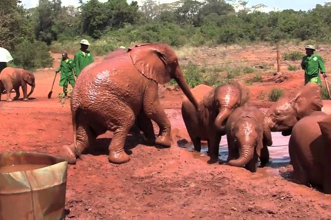 David Sheldrick Elephant Orphanage & Giraffe Center Guided Day Tour - Directions