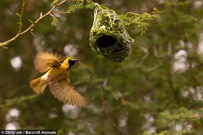 Dawn Bird Watching on Lake Kivu - Breakfast by the Lake