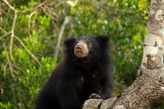 Day Excursion To Yala National Park From Negombo - Cancellation and Refund Policy