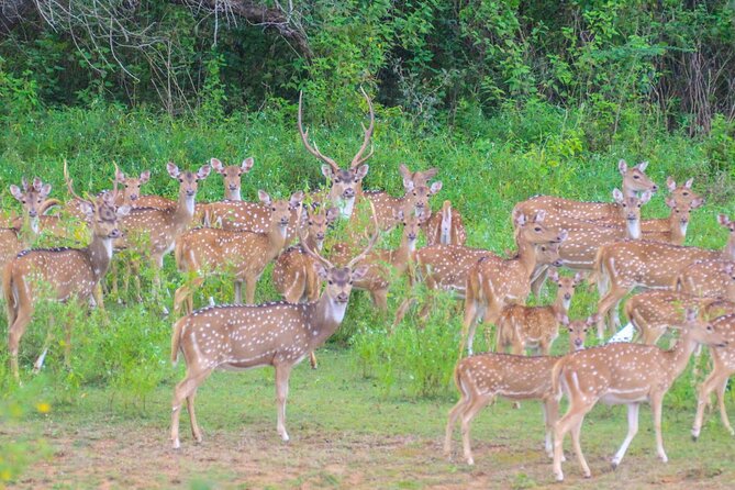 Day Excursions to Udawalawe From Galle (Transfer Only) - Additional Information