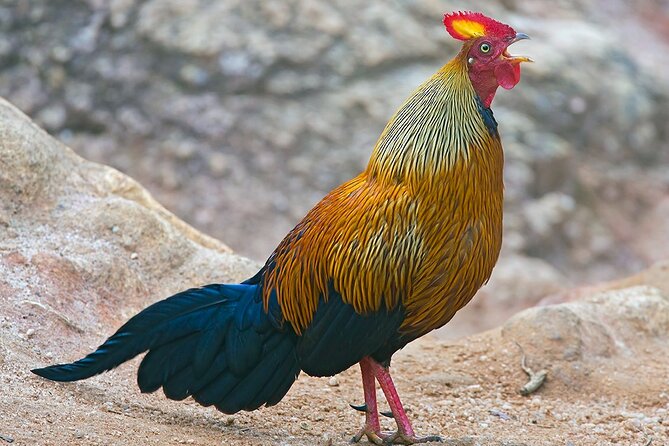 Day Excursions to Wasgamuwa National Park From Colombo - Frequently Asked Questions