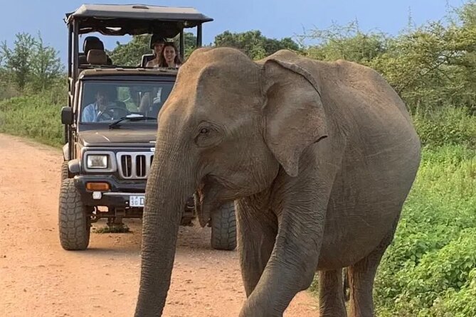 Day Tour From Colombo to Minneriya National Park Jeep Safari - Booking Details