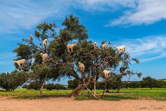 Day Tour From Marrakech to Atlantic Ocean and Essaouira Mogador - Highlights of the Tour