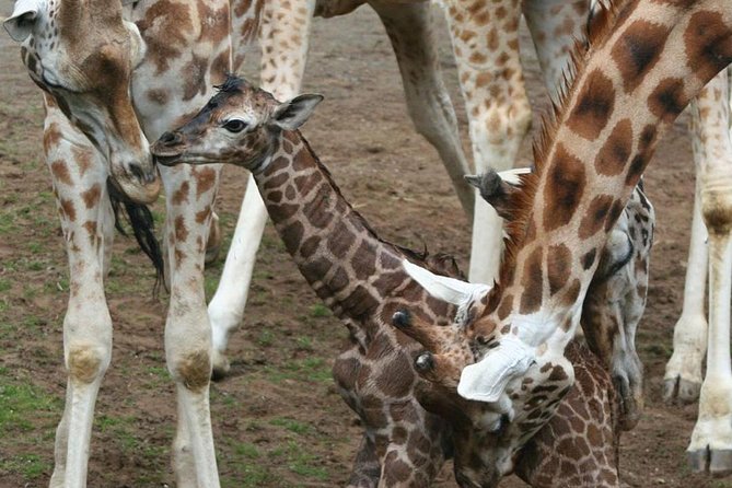 Day Tour in Arusha National Park - Pickup Information