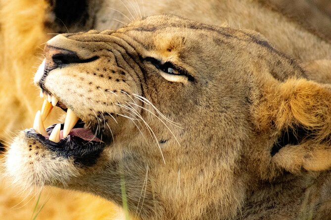 Day Tour to Amboseli National Park and Maasai Village - Tour Exclusions