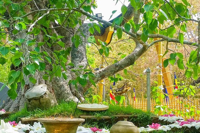 Day Tour to Aukana and Anuradhapura From Negombo - Tour Price Details