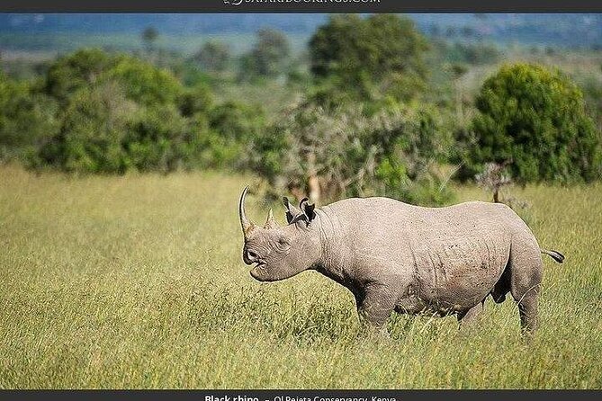 Day Tour to Ol Pejeta Conservancy - Wildlife Encounters