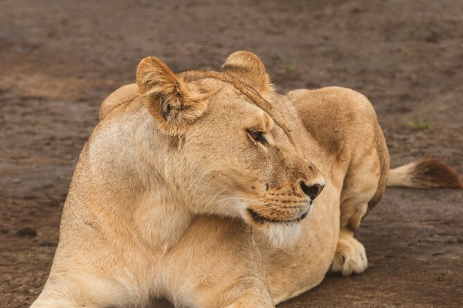 Day Tour to Tarangire National Park From Arusha
