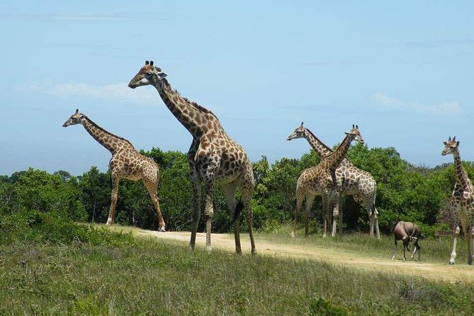 Day Trip Arusha National Park Tour Tanzania Safari - Additional Information for Travelers