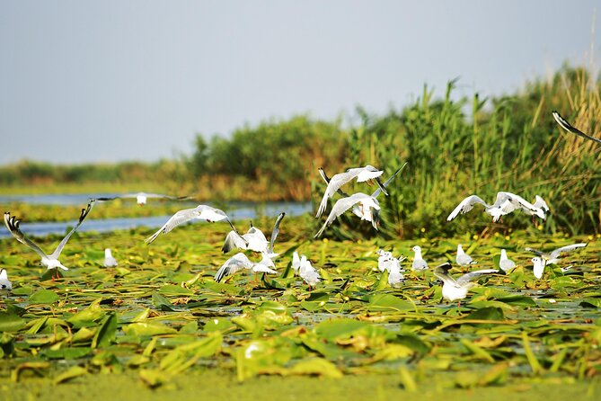 Day Trip From Bucharest to Danube Delta - Boat Trip in Danube Delta
