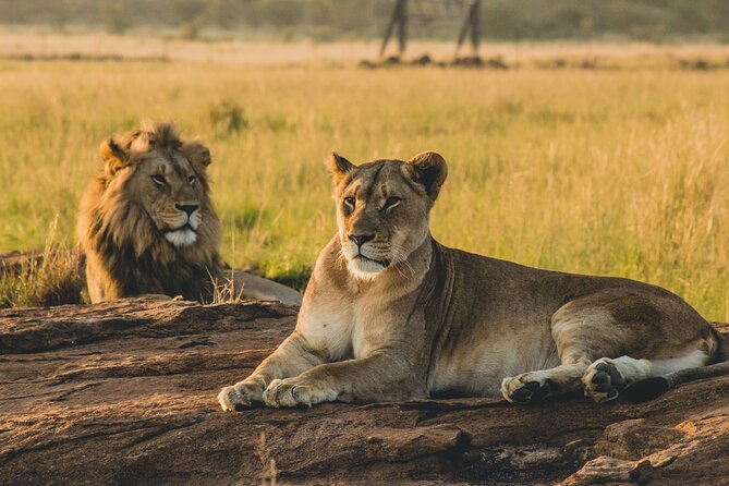 Day Trip in the Tarangire National Park: A Wildlife Encounter - Trip Overview