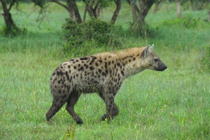 Day Trip Lake Nakuru National Park - Scenic Views