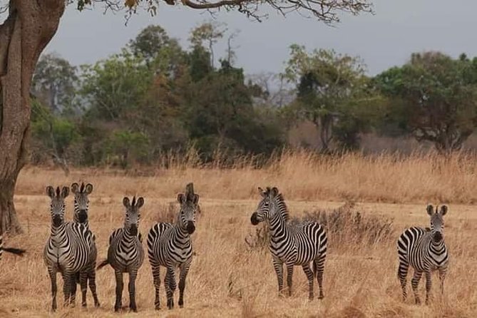 Day Trip Safari to Mikumi National Park From Morogoro - Daily Itinerary Overview