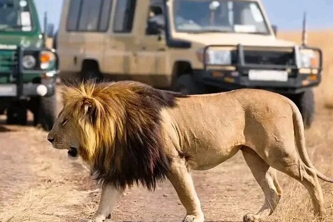 Day Trip Safari to Selous Game Reserve - Frequently Asked Questions