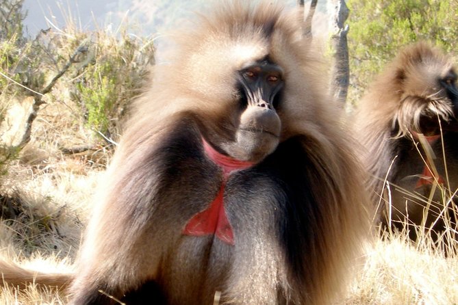 Day Trip to Debre Libanos Monastery and Jemma Valley - Directions and Tour Experience