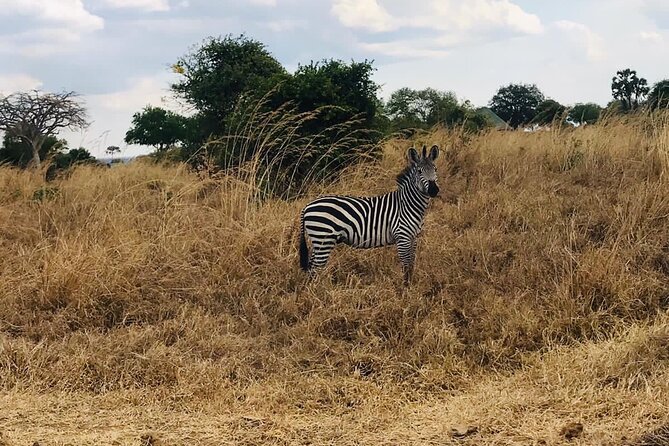Day Trip to Tarangire National Park From Arusha - Lunch and Refreshments