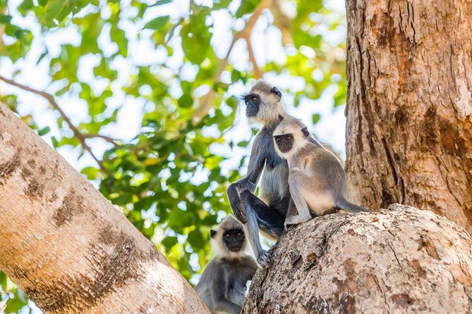 Day Trip to Udawalawe From Colombo (Transfer Only) - Meeting and Pickup Details