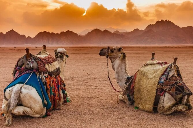 Desert Adventure: ATV, Buggy, Camel Ride & Dinner in Hurghada - Booking Details and Price