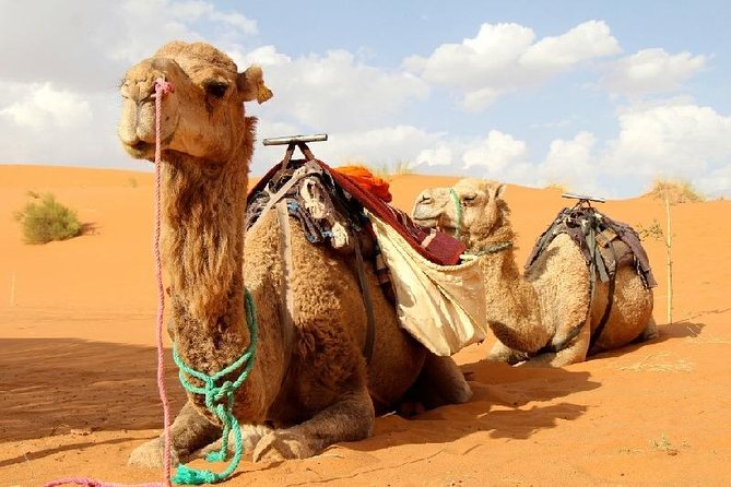 Desert Agafay and Atlas Mountains & Camel Ride Day Trip From Marrakech