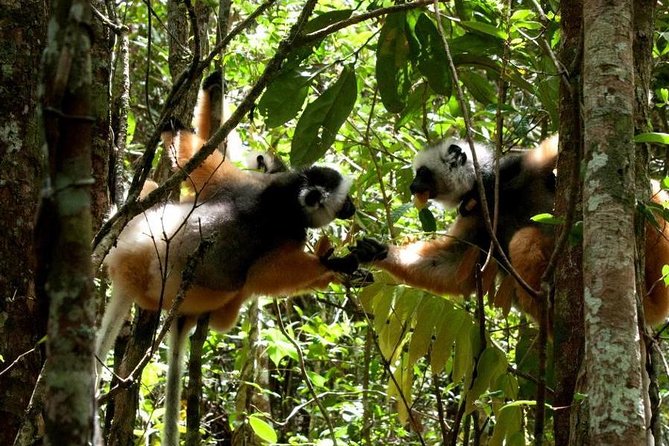 Discover Analamazaotra Park and Ankaninny Nofy - Private Transportation Inclusion