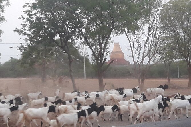 Discover Bagan Day Tour - Important Reminders