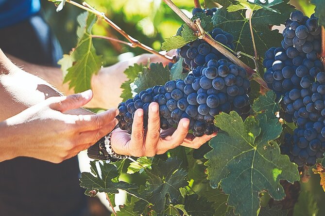 Discover Origin of Red Wine in Ribera Del Duero- Wine Tasting - Accessibility and Group Size Details