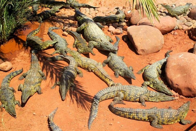 Discover the Amazing Park of CROCODILE - Tour Operator Information
