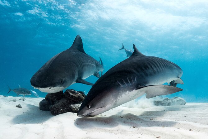 Dive Experience Vacation in Fuvahmulah Maldives - Meeting Point Information