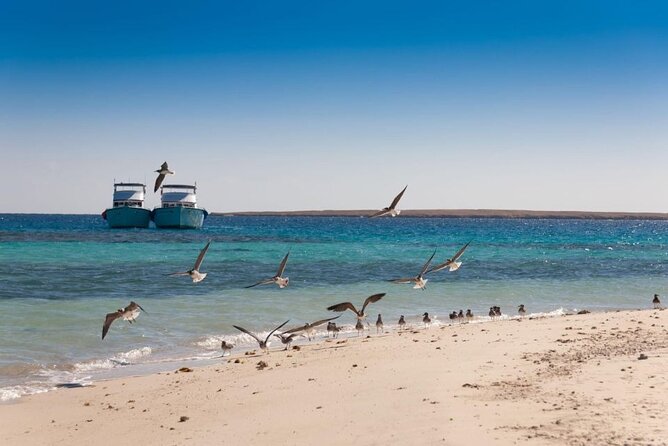 Diving Day in White Island and Ras Mohamed - Tips for Divers