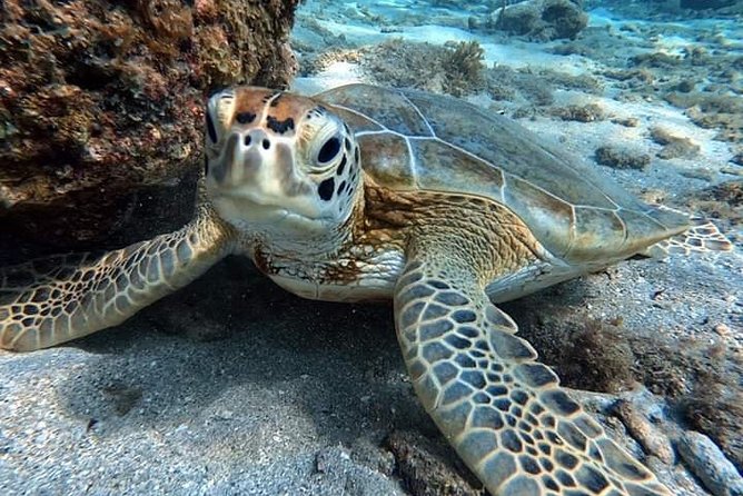 Diving in the Crystal Clear Waters of the Red Sea in Egypt - Essential Inclusions for Divers