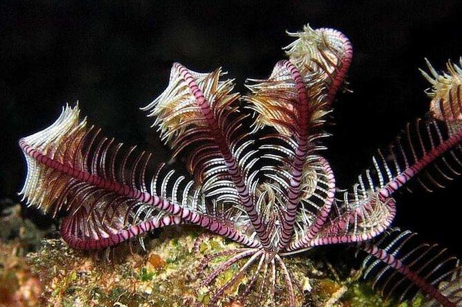 Diving Tour at Ras Mohammed by Boat - Additional Information