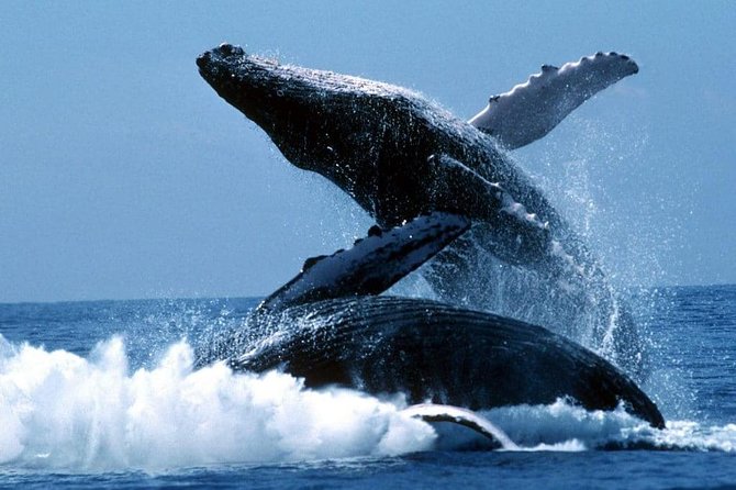 Diving Tour to La Plata Island and Whales Watching - Important Tour Information